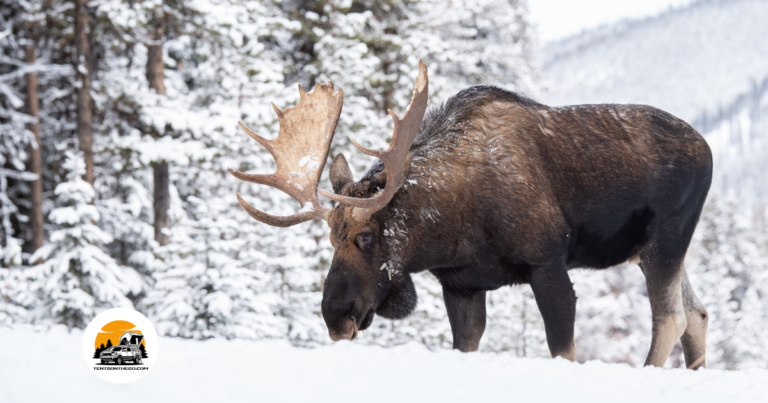 Winter Camping Adventures in Alberta