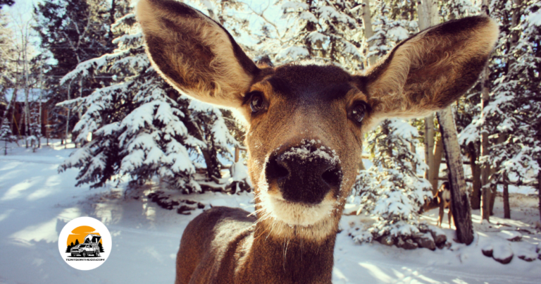 Winter Camping In Colorado